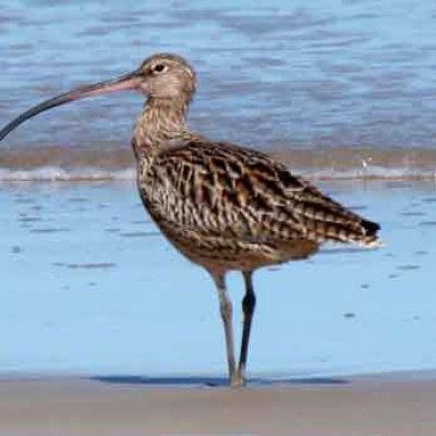 A bird stands on the shore.